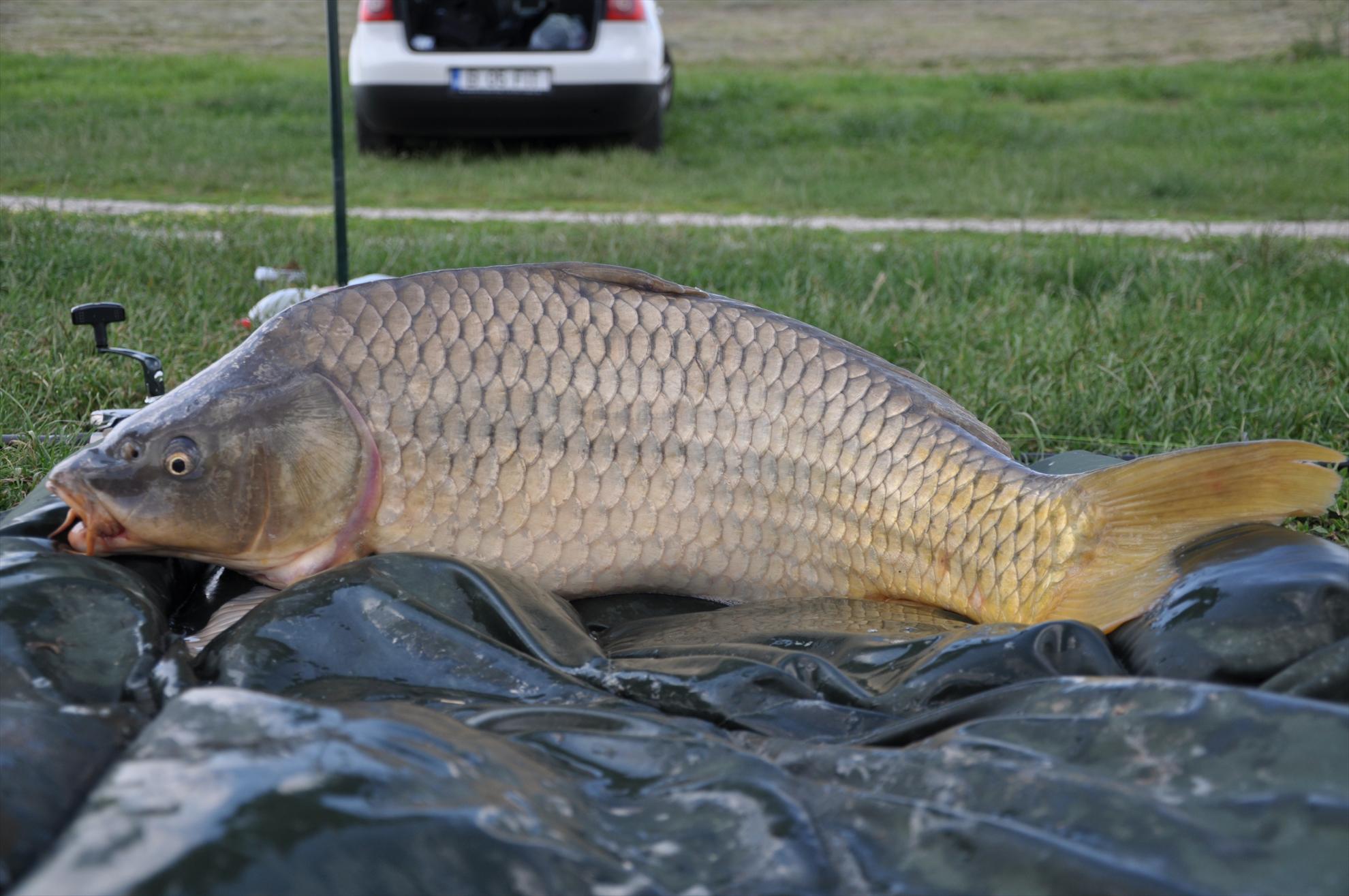 MV 2/2- 09/06/2013 - dsc0035.JPG